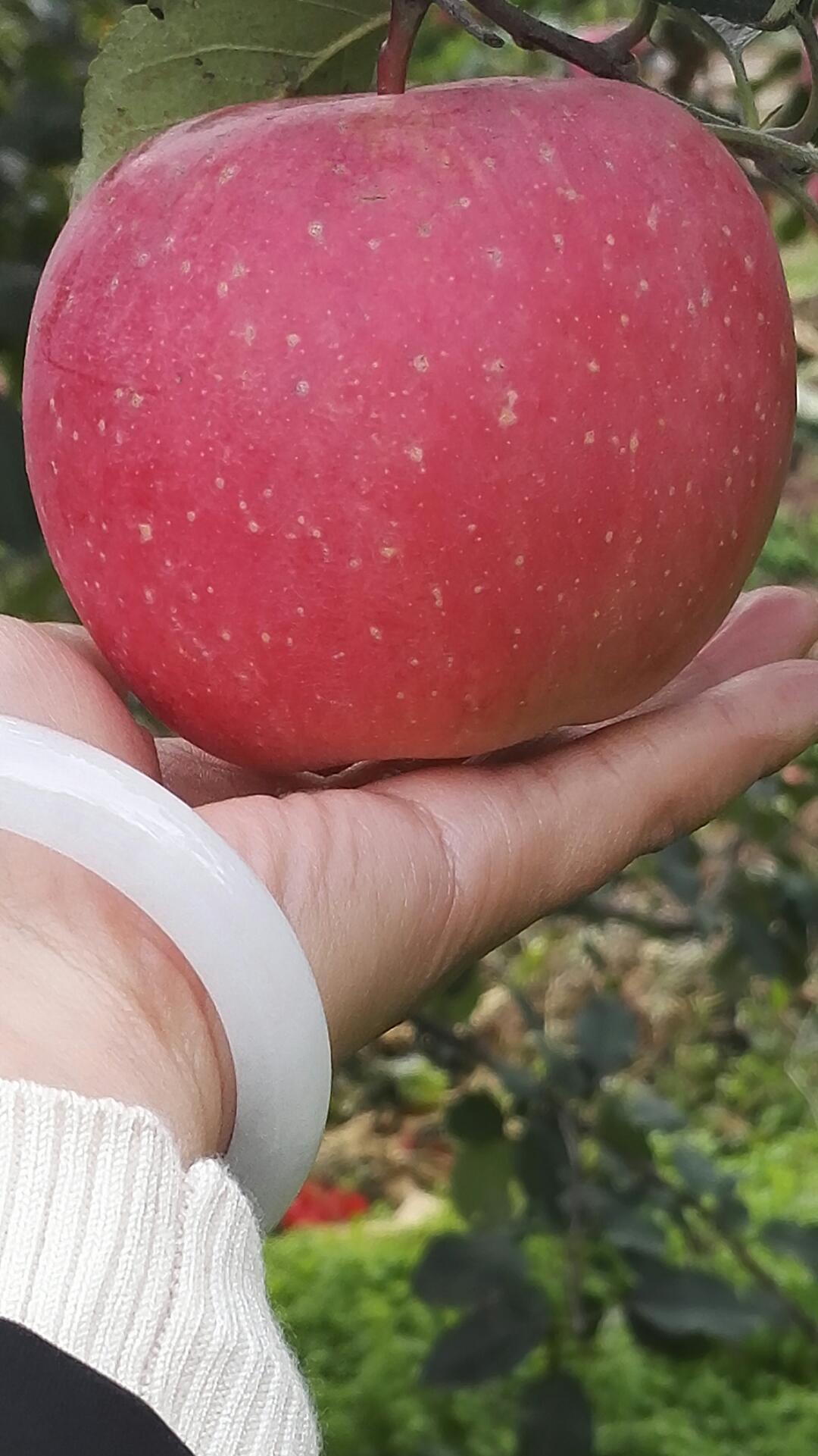 烟台警察版小苹果(警察小苹果表演视频)-第1张图片-有道翻译官网 烟台警察版小苹果(警察小苹果表演视频)-第1张图片-有道翻译官网